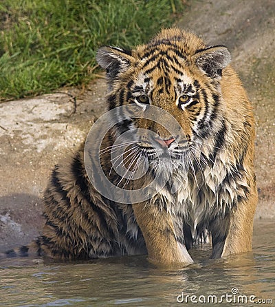 Wet Tiger Cub