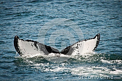 Whale tail in alaska