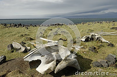 Whale bones at Iceland coast.