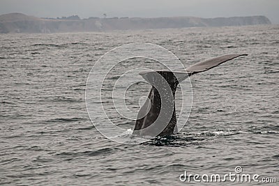 Whale Fin