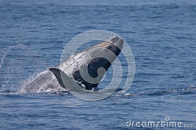 Whale jumping near to cape code