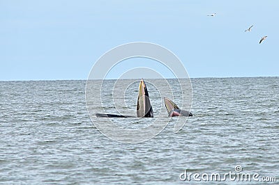 Whale on the sea