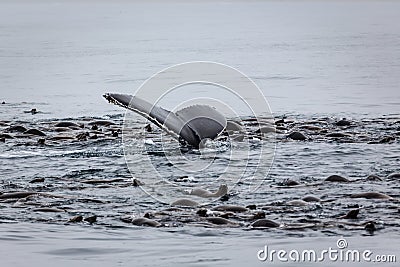 Whale and sea lions feeding