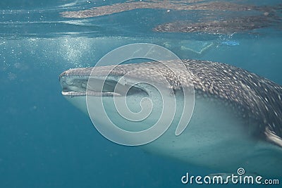 Whale shark