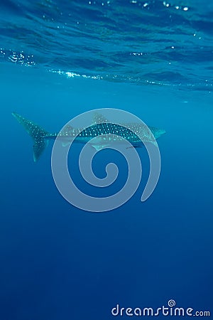 Whale shark