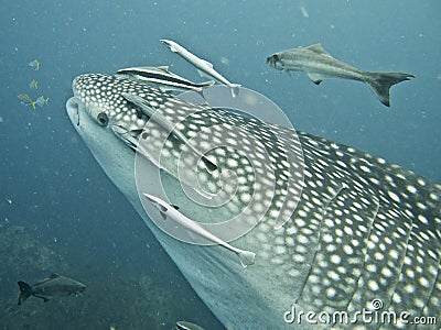 Whale shark close-up shot, whale shark surrounded by fish