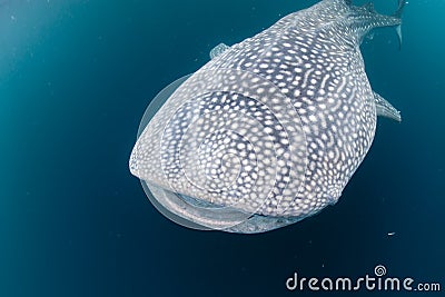 Whale Shark close up underwater portrait