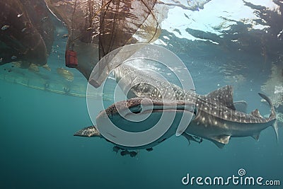 Whale Shark close up underwater portrait