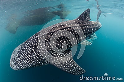 Whale Shark coming to you underwater