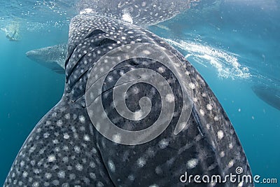 Whale Shark coming to you underwater