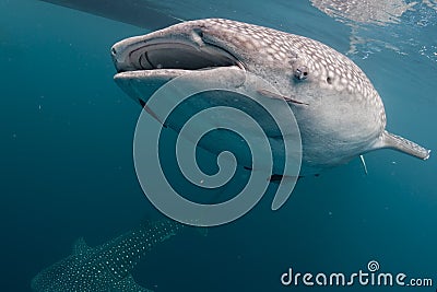 Whale Shark coming to you underwater