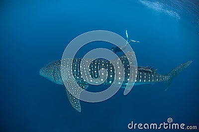 Whale Shark and Free Diver