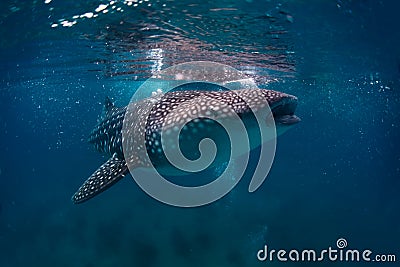 Whale shark