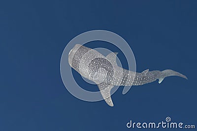Whale Shark portrait underwater in Papua
