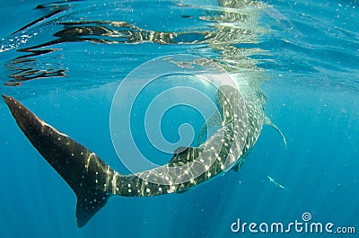 Whale Shark