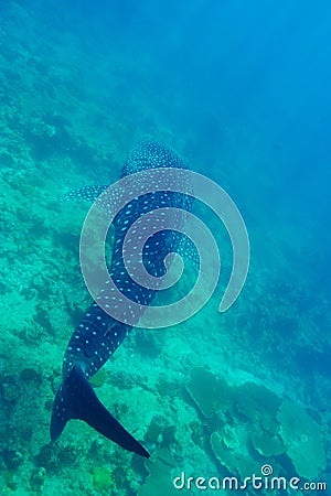 Whale Shark