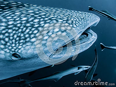 Whale Shark - Rhincodon typus