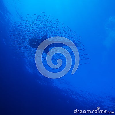 Whale Shark Silhouette