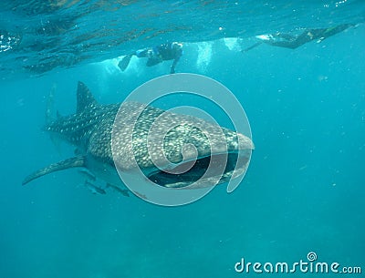 Whale shark with snorkelers