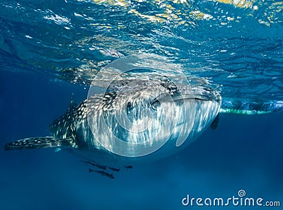 Whale shark at the surface
