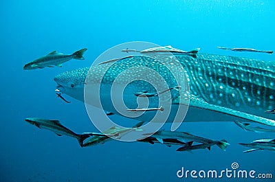 Whale Shark swimming by