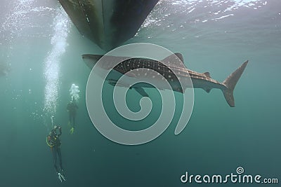 Whale Shark underwater approaching a scuba diver under a boat in the deep blue sea