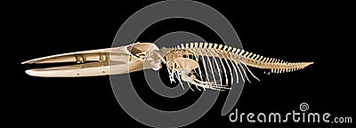 Whale skeleton isolated on black background
