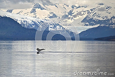Whale tail against icy mountains