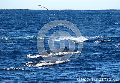 Whale watching cruise