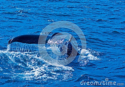 Whale Watching in Iceland