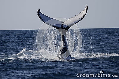 Whale watching Queensland