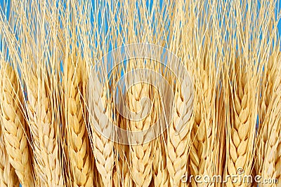 Wheat crop agriculture & farming concept