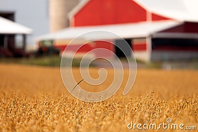 Wheat field and barn