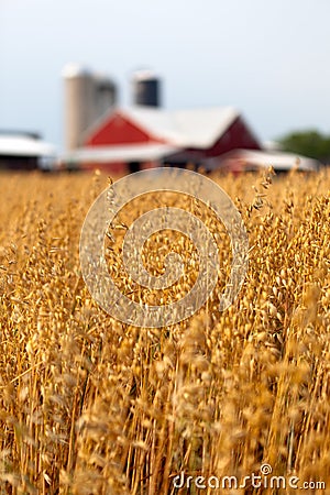 Wheat field and barn