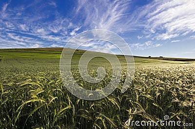 Wheat field with a blue sky and clouds