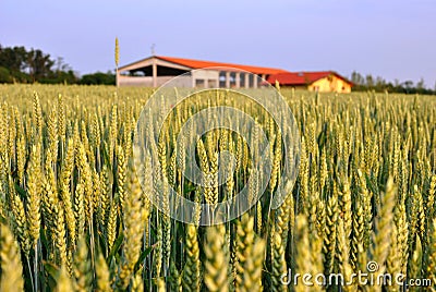 Wheat field and farm house