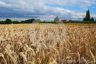 Wheat field and farm house