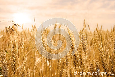 Wheat field in golden glow of the sun