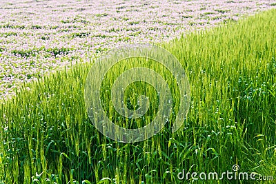 Wheat field before the harvest