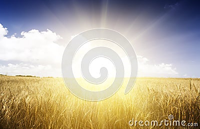 Wheat field on a Sunny day.