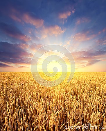 Wheat field and sunrise sky as background