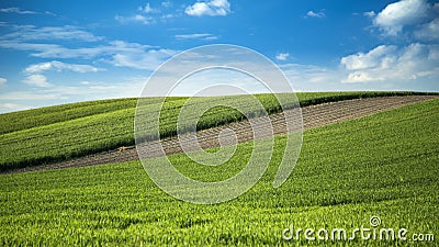 Wheat fields and arable land landscape