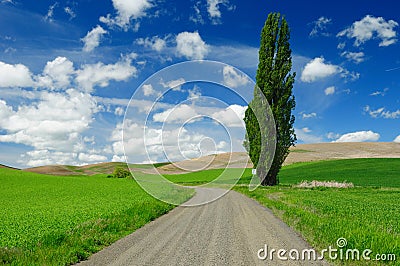 Wheat fields and country road