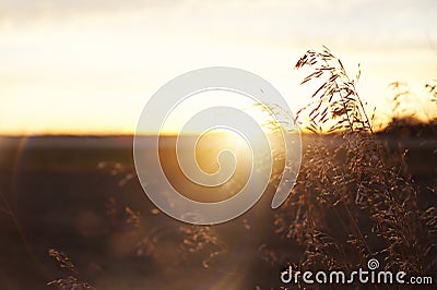 Wheat/Grains on a Prairie Sunset Lens Flare