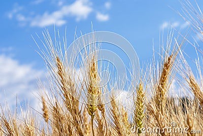 Wheat grains reaching for the sky on a farm