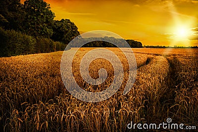 Wheat Ripening in Late Summer Sun, Shropshire