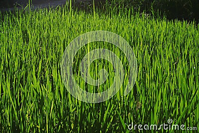 Wheatgrass and grain farming