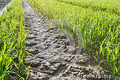 Wheel prints of heavy farm machine in wet clay