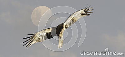 Whistling Kite bird in flight