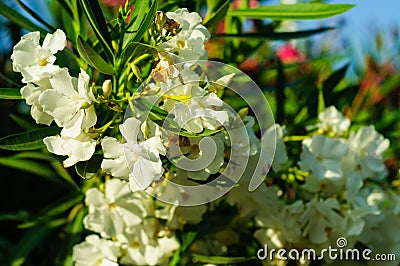 White Angel Flower